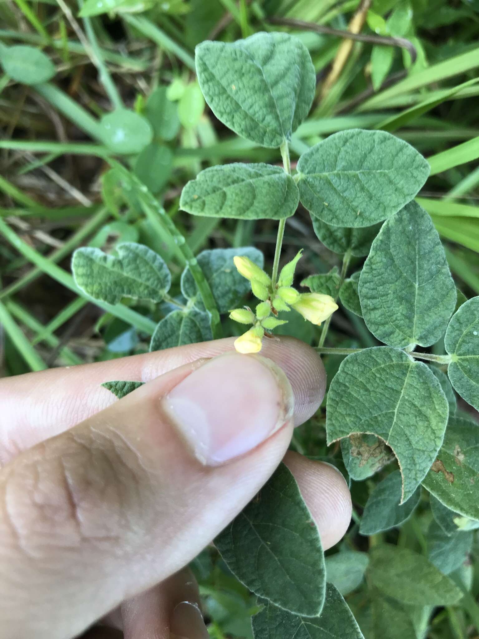 Слика од Rhynchosia tomentosa (L.) Hook. & Arn.