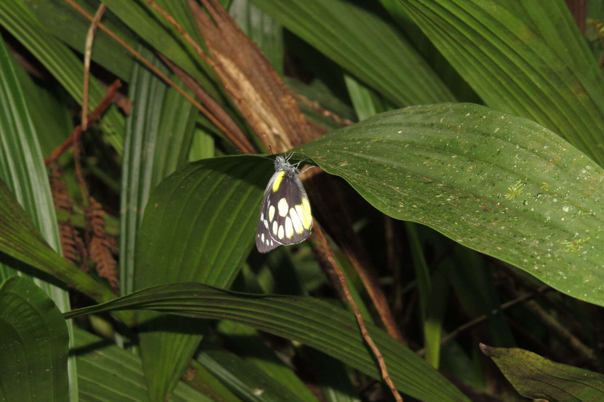 Imagem de Delias cinerascens Mitis 1893