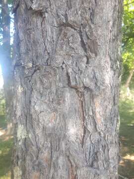 Image of Larix gmelinii var. olgensis (A. Henry) Ostenf. & Syrach