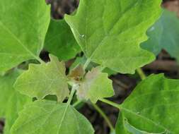 Chenopodium ucrainicum的圖片