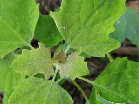 Слика од Chenopodium ucrainicum