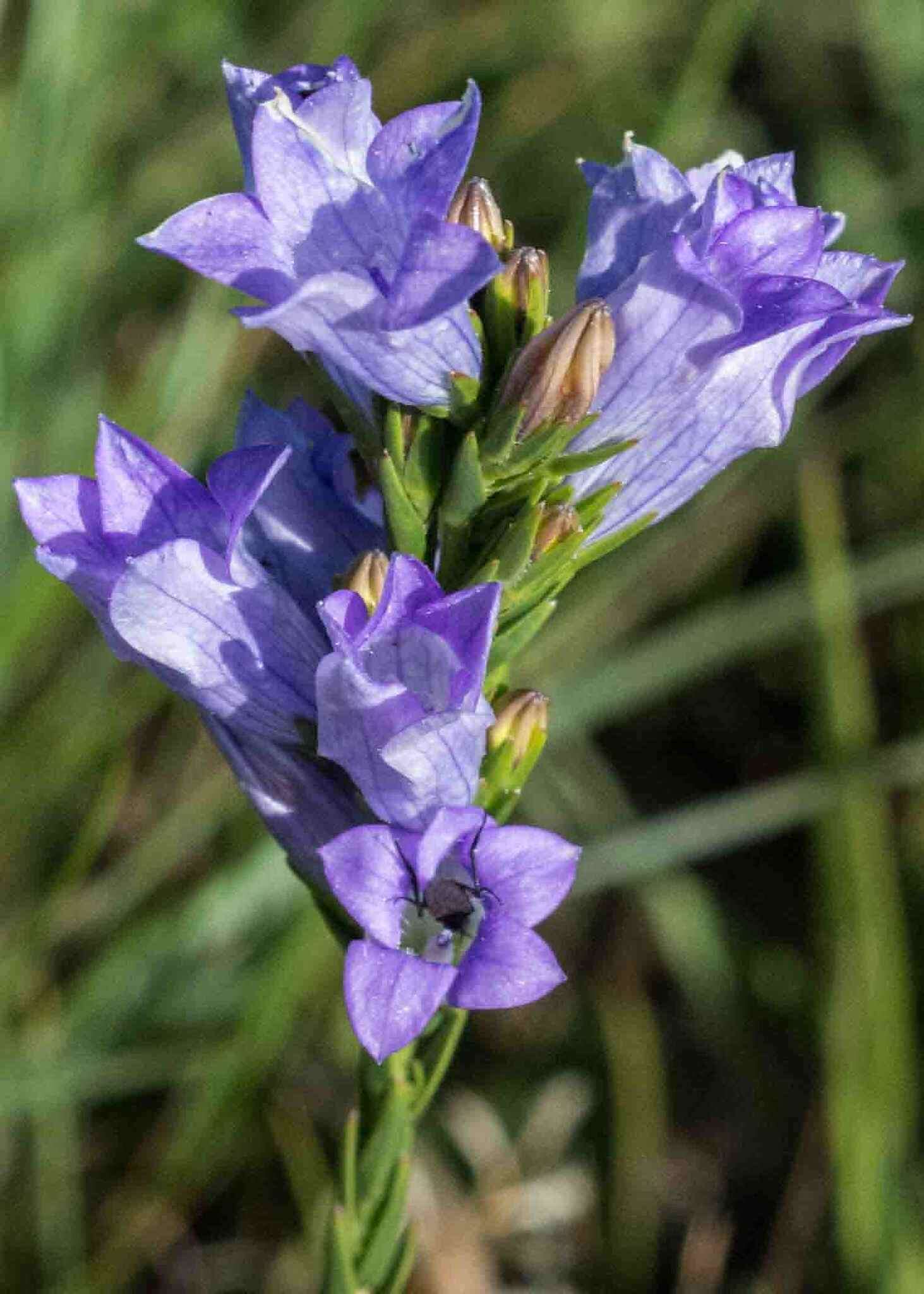 Plancia ëd Wahlenbergia fasciculata Brehmer