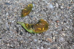 Image of Boxwood leafminer