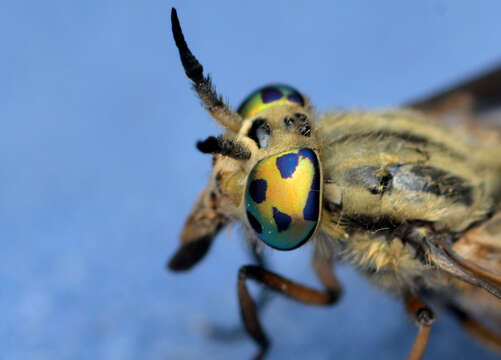 Image of Chrysops discalis Williston 1880