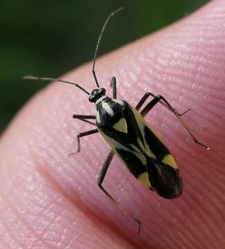 Image of Grypocoris heinzi Wagner 1966