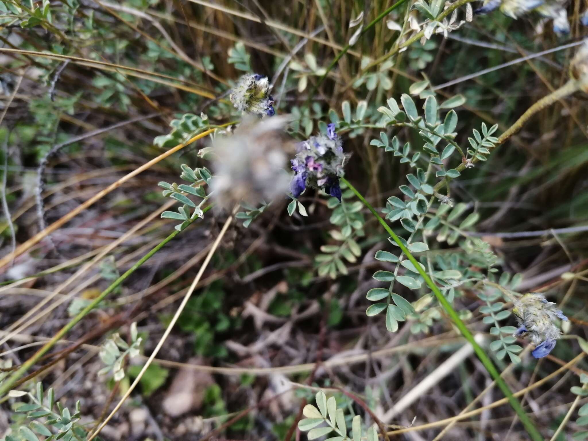 Слика од Dalea boliviana Britton