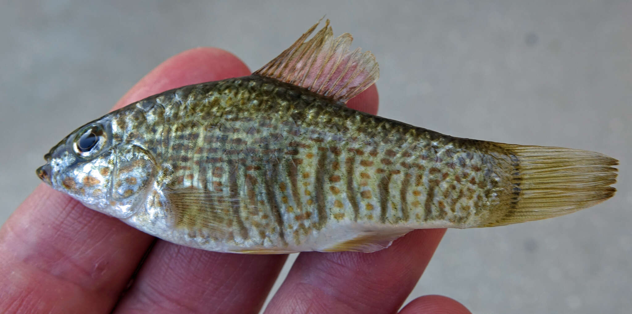 Image of Goldspotted killifish