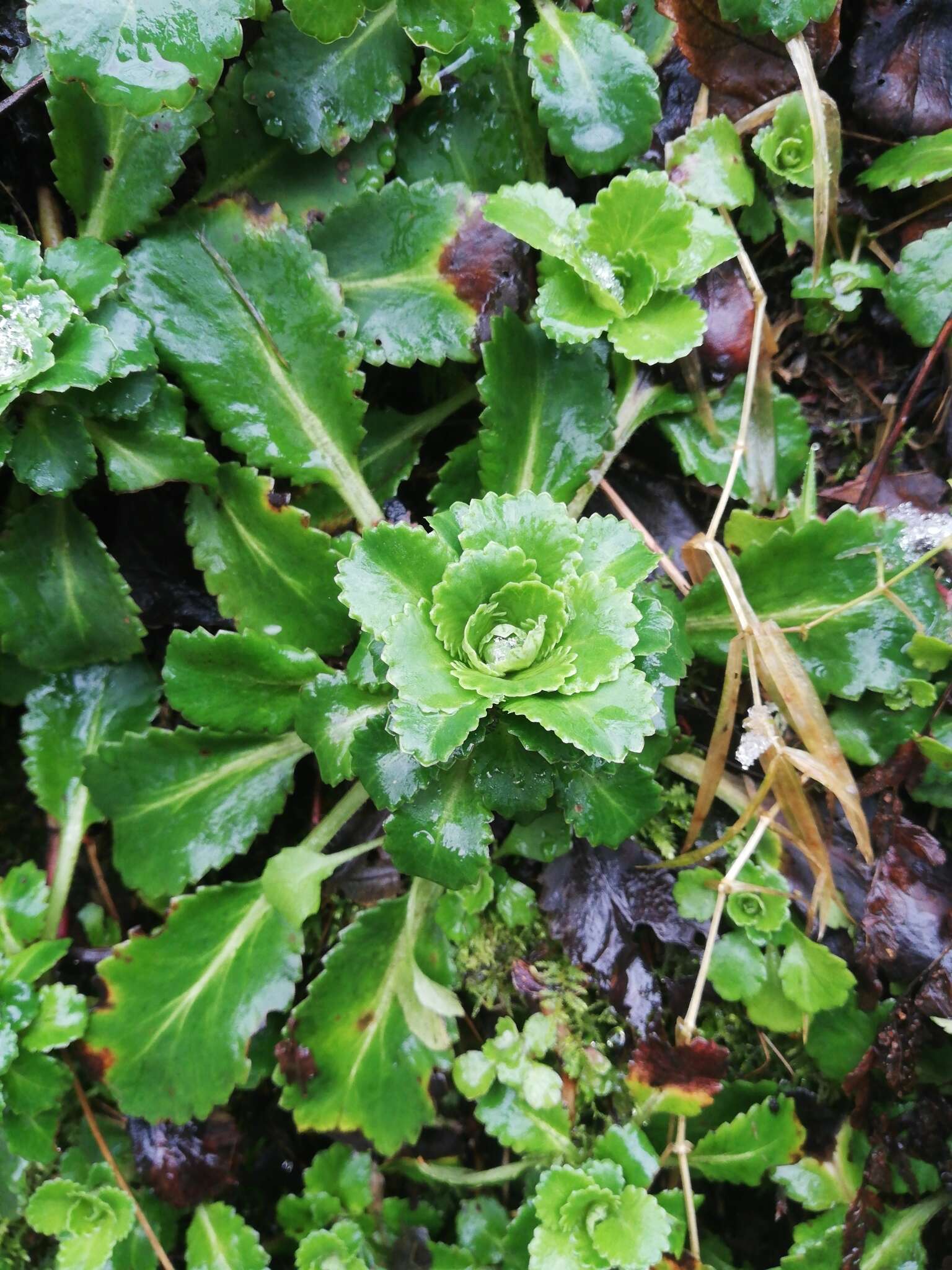 Image of Saxifraga urbium D. A. Webb