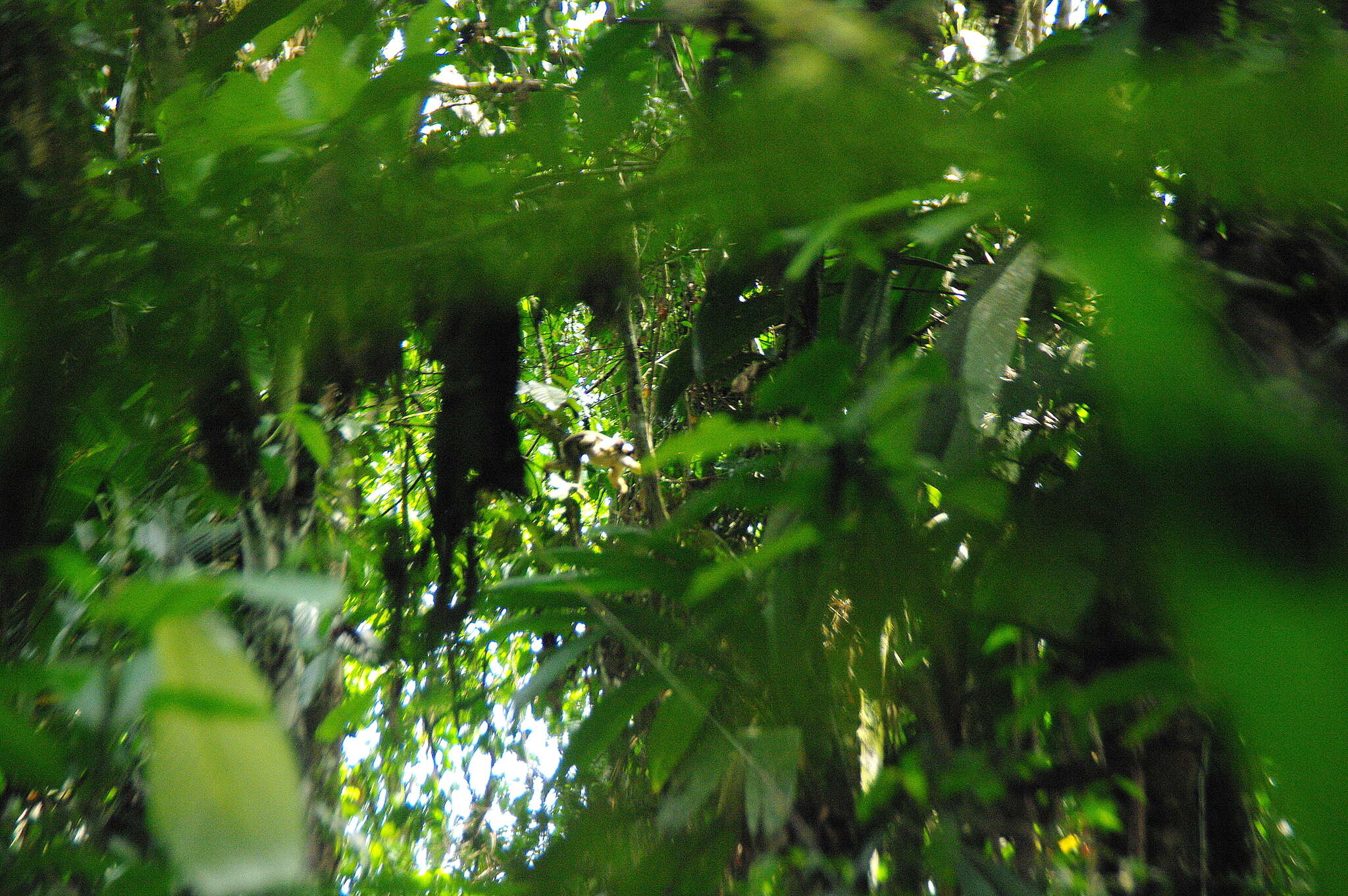 Image of Bolivian squirrel monkey