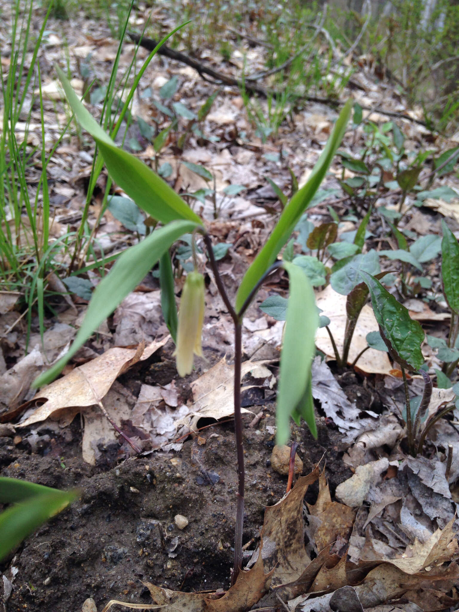 Image of sessileleaf bellwort