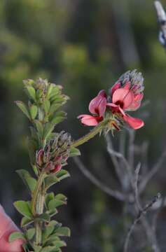 Imagem de Indigofera porrecta Eckl. & Zeyh.