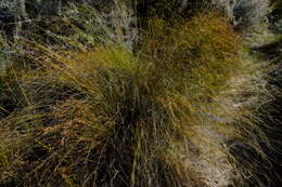 Image of Tetraria cernua