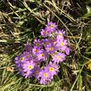 Primula serrata Georgi resmi