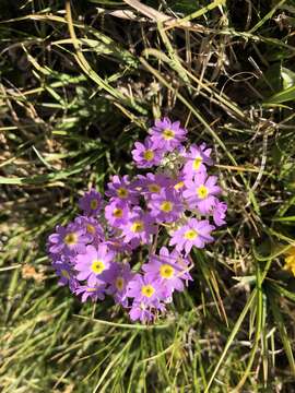 Primula serrata Georgi resmi