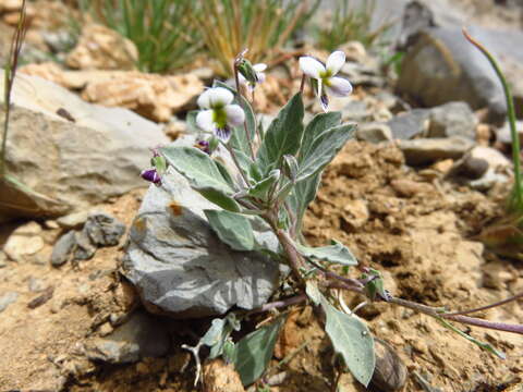 Imagem de Viola cinerea Boiss.