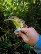 Image of Saipan Reed Warbler