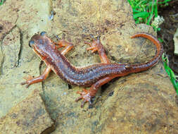 Image of Bay Lycian Salamander