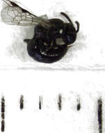 Image of Hylaeus perhumilis (Cockerell 1914)