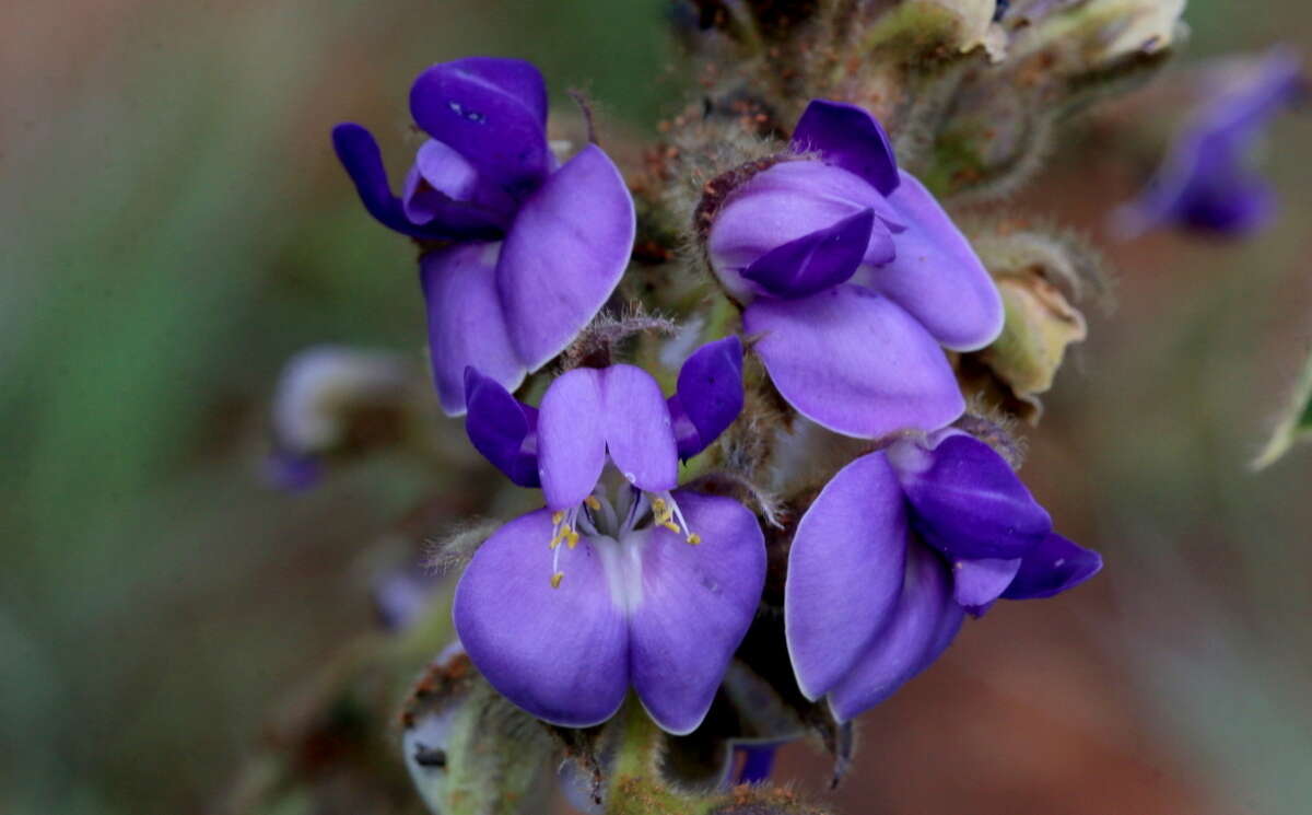 Image of Neorautanenia ficifolia (Benth.) C. A. Sm.