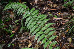 Image of Asplenium bulbiferum Forst.