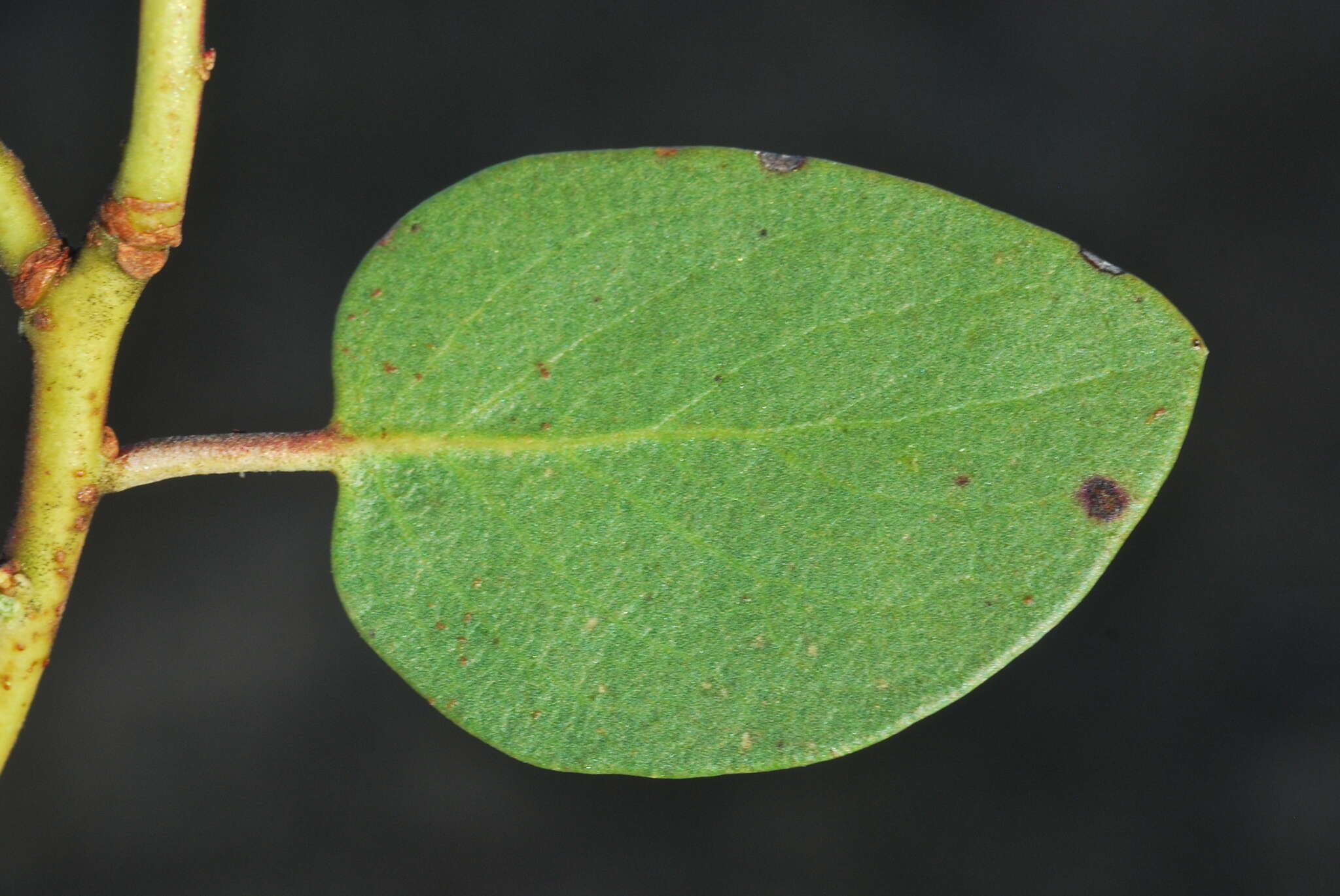 Sivun Arctostaphylos manzanita subsp. wieslanderi P. V. Wells kuva