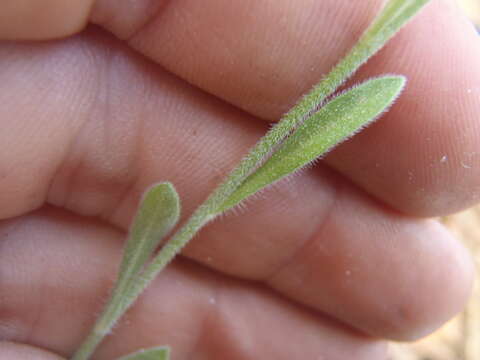 Image of running fleabane