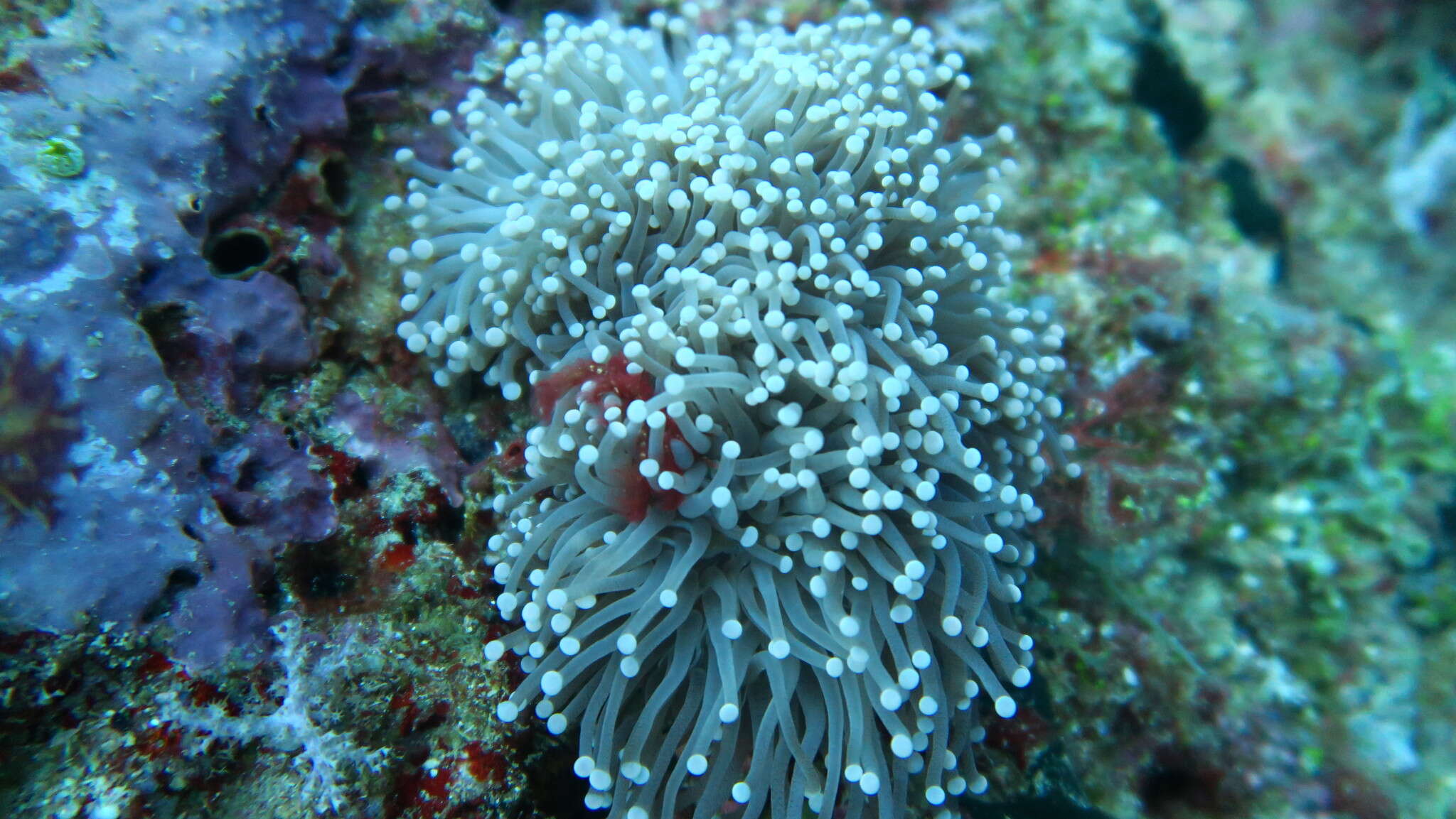 Imagem de Euphyllia glabrescens (Chamisso & Eysenhardt 1821)