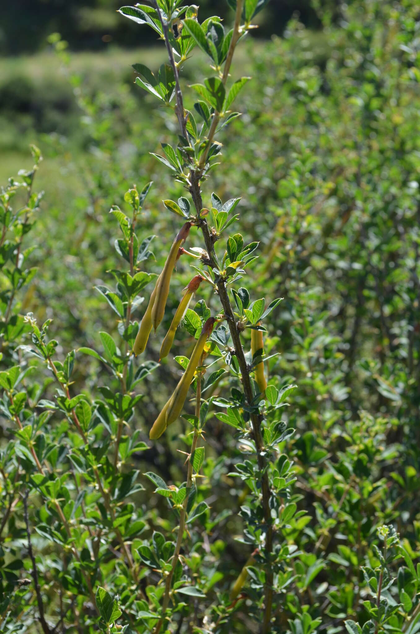 Image of Caragana camilli-schneideri Kom.