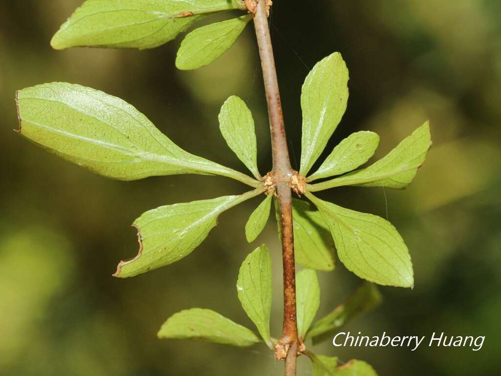 Image of Rhamnus parvifolia Bunge