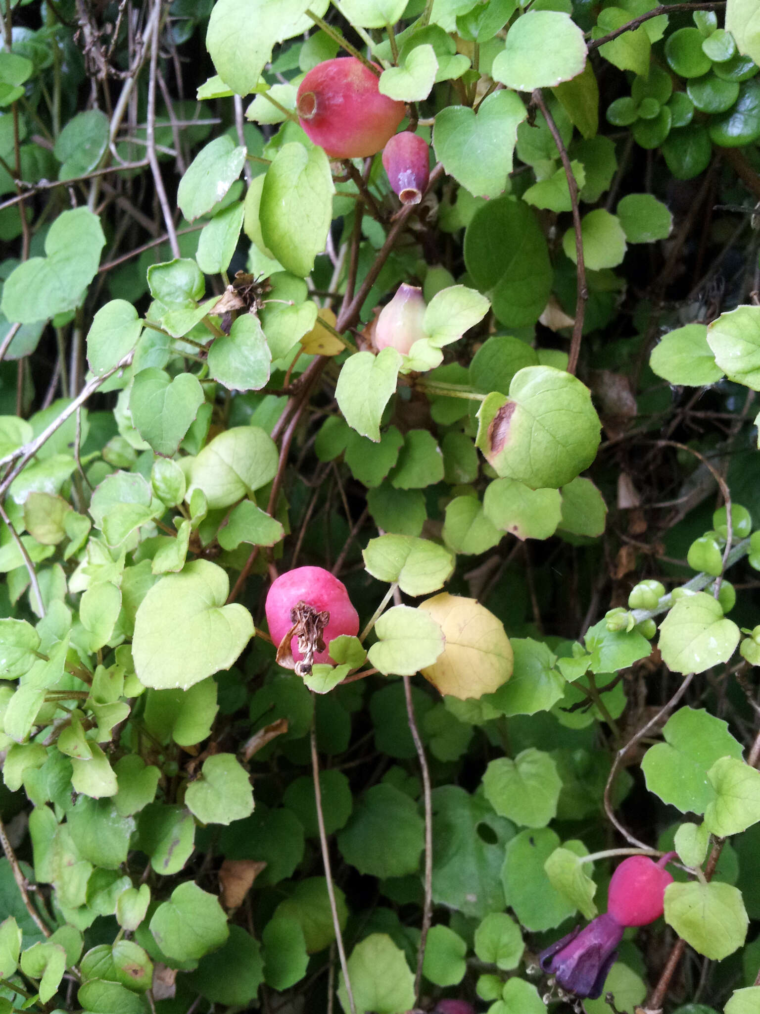 Image of creeping fuchsia