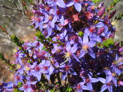 Image de Calytrix leschenaultii (Schauer) Benth.