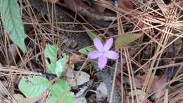 Image de Pseuderanthemum praecox (Benth.) Leonard