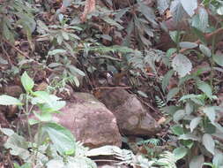 Image of Stripe-headed Brush Finch