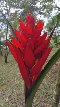 Image of Scarlet Banana