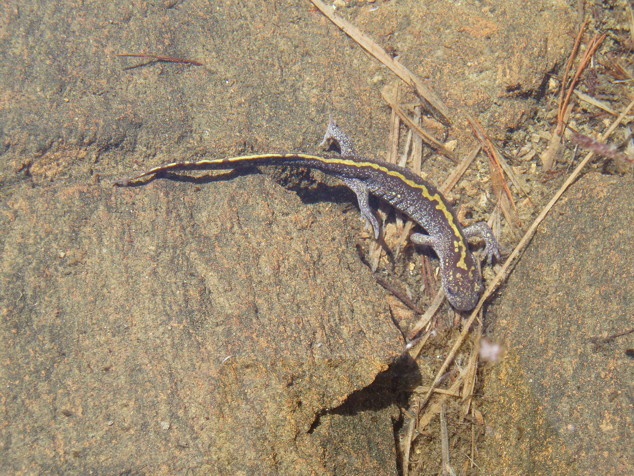 Image of Ambystoma macrodactylum sigillatum Ferguson 1961