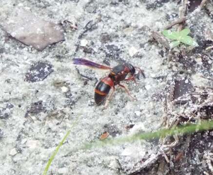 Pachodynerus erynnis (Lepeletier 1841)的圖片