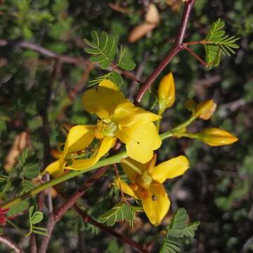 Image of <i>Erythrostemon placidus</i>