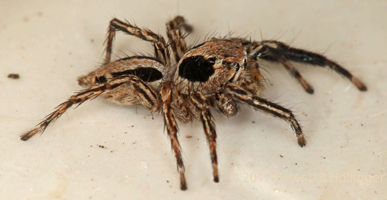 Image of Jumping spider