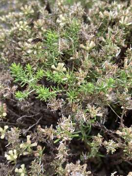 Image of Helichrysum asperum var. glabrum O. M. Hilliard