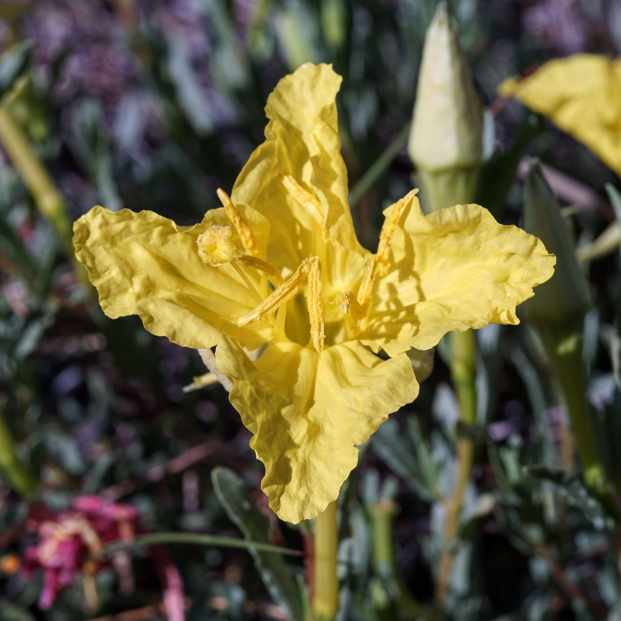 Image of Hartweg's sundrops