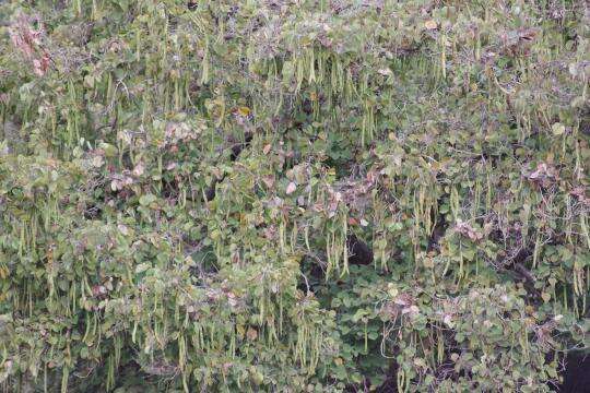 Image of Bauhinia malabarica Roxb.