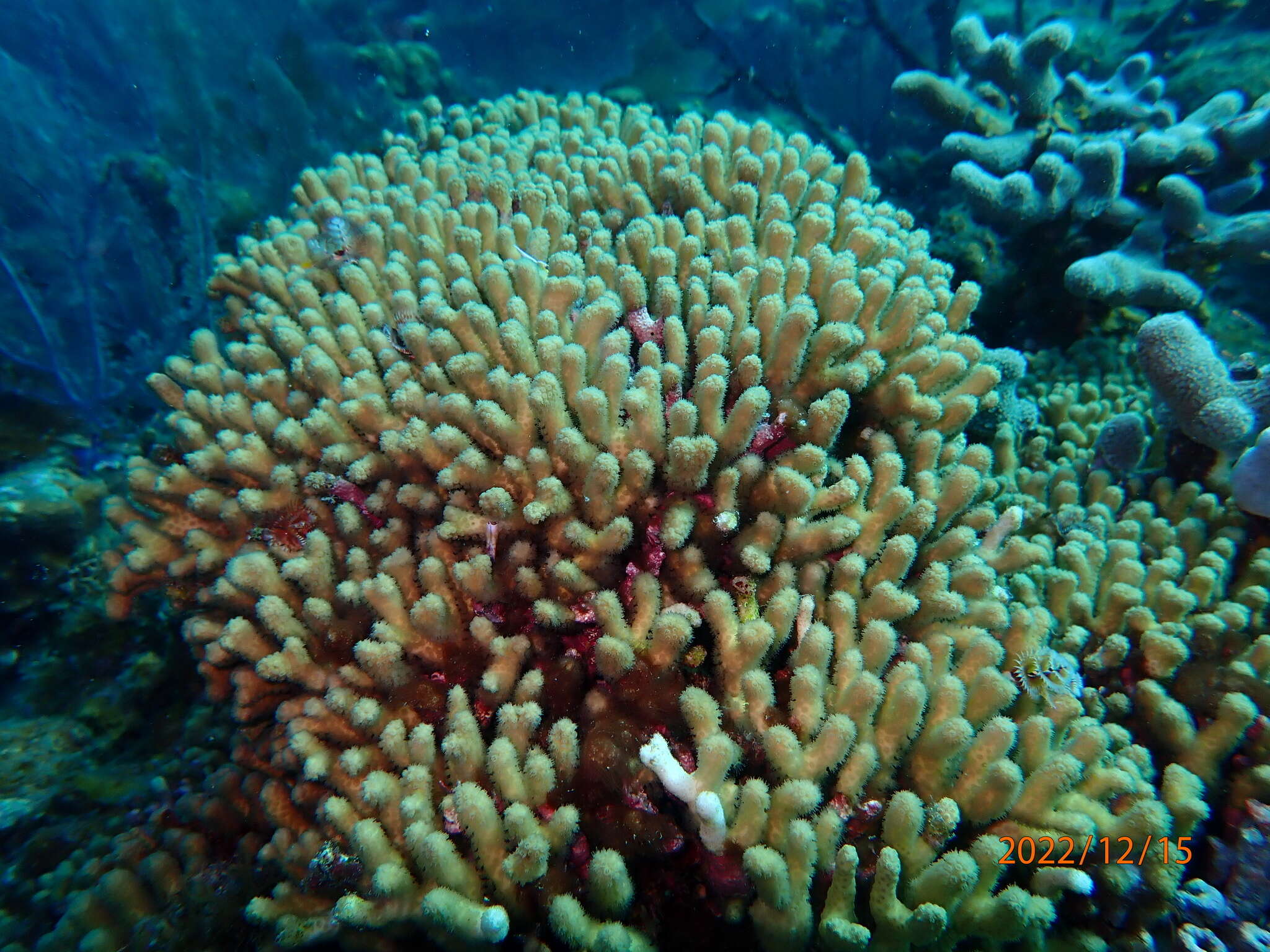 Image of Yellow Pencil Coral