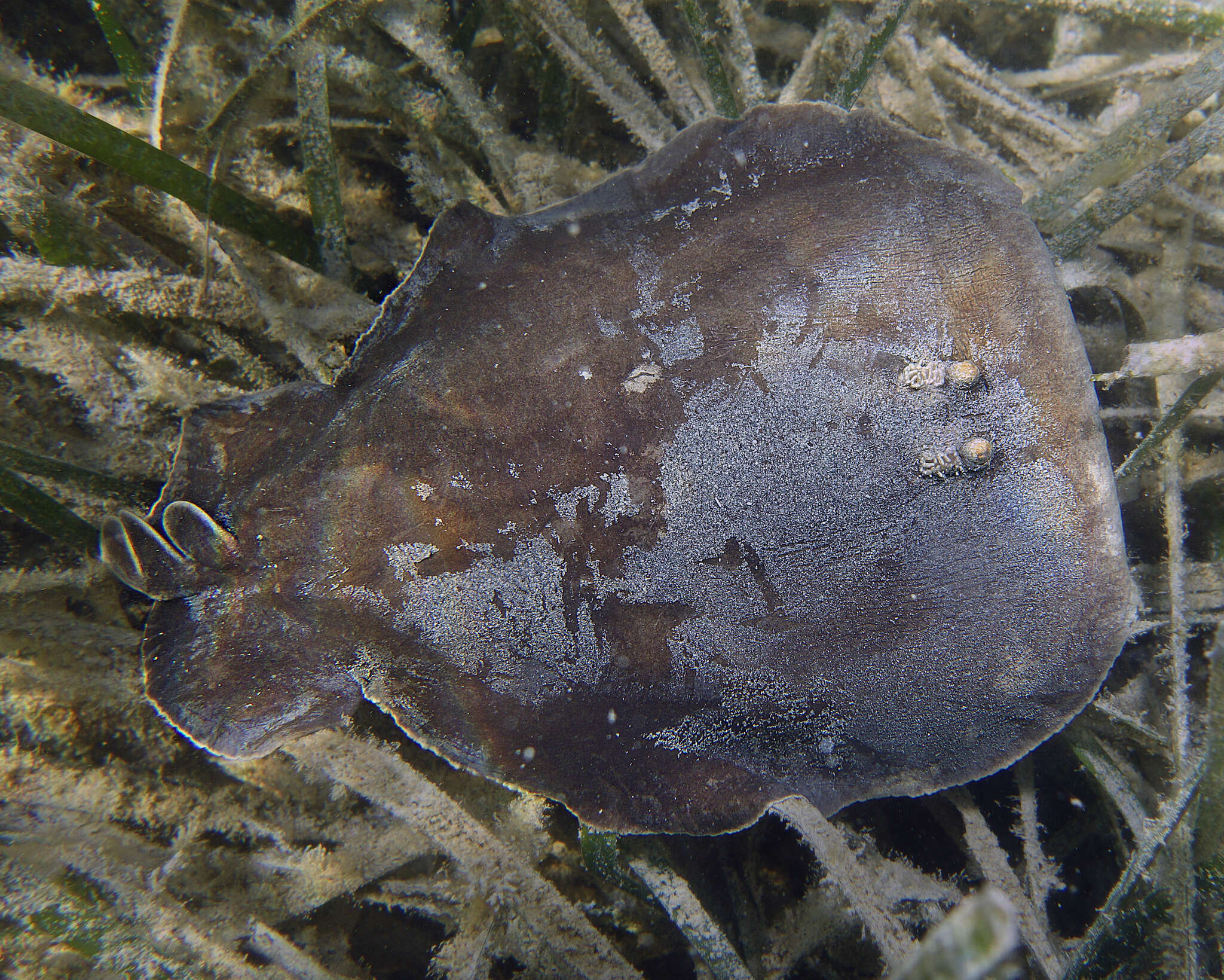 Image of coffin rays