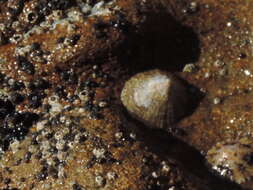 Image of Mediterranean limpet