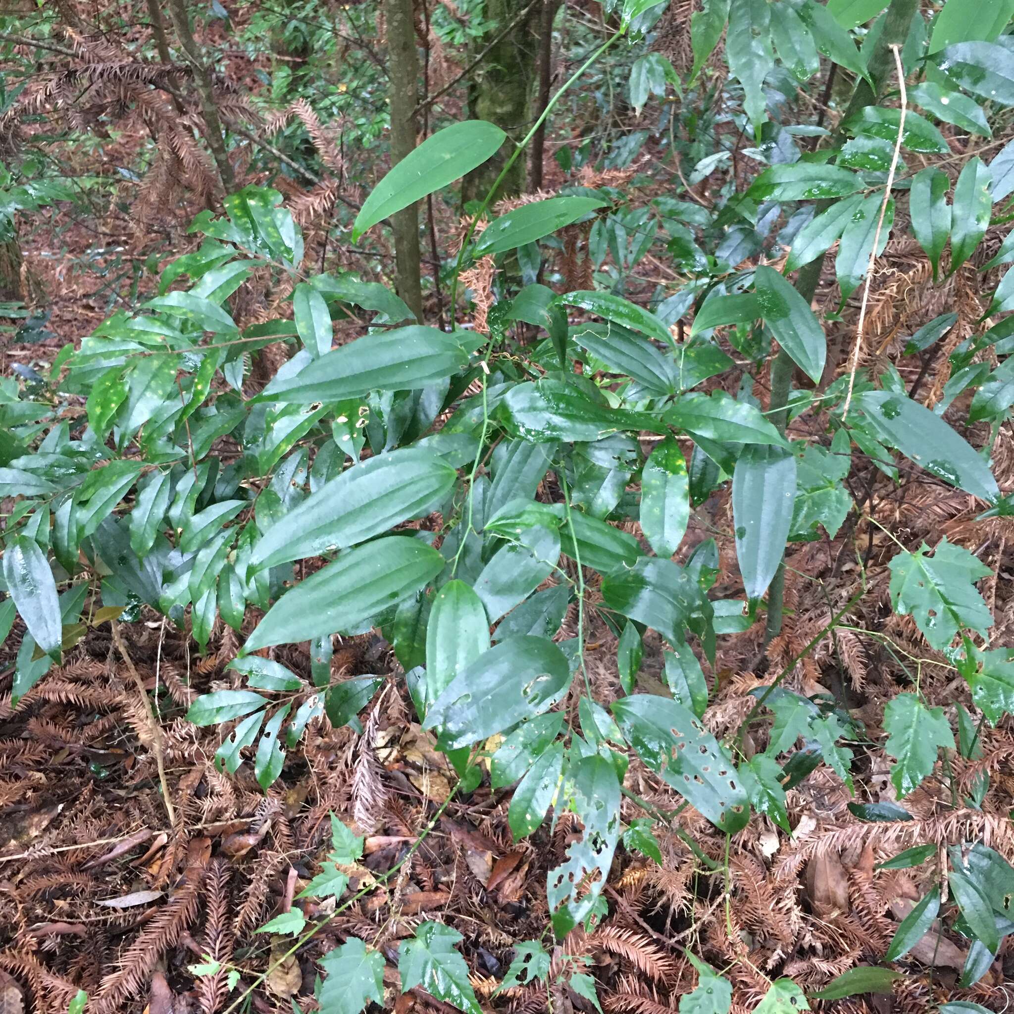 Image of Smilax lanceifolia Roxb.