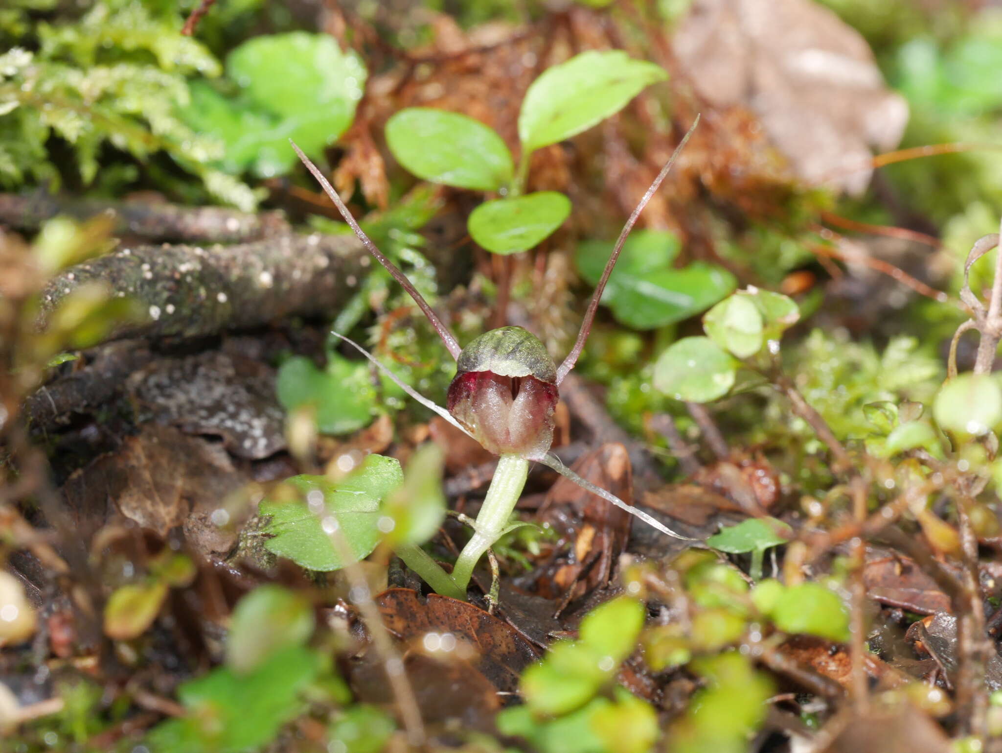 Image of Corybas vitreus Lehnebach