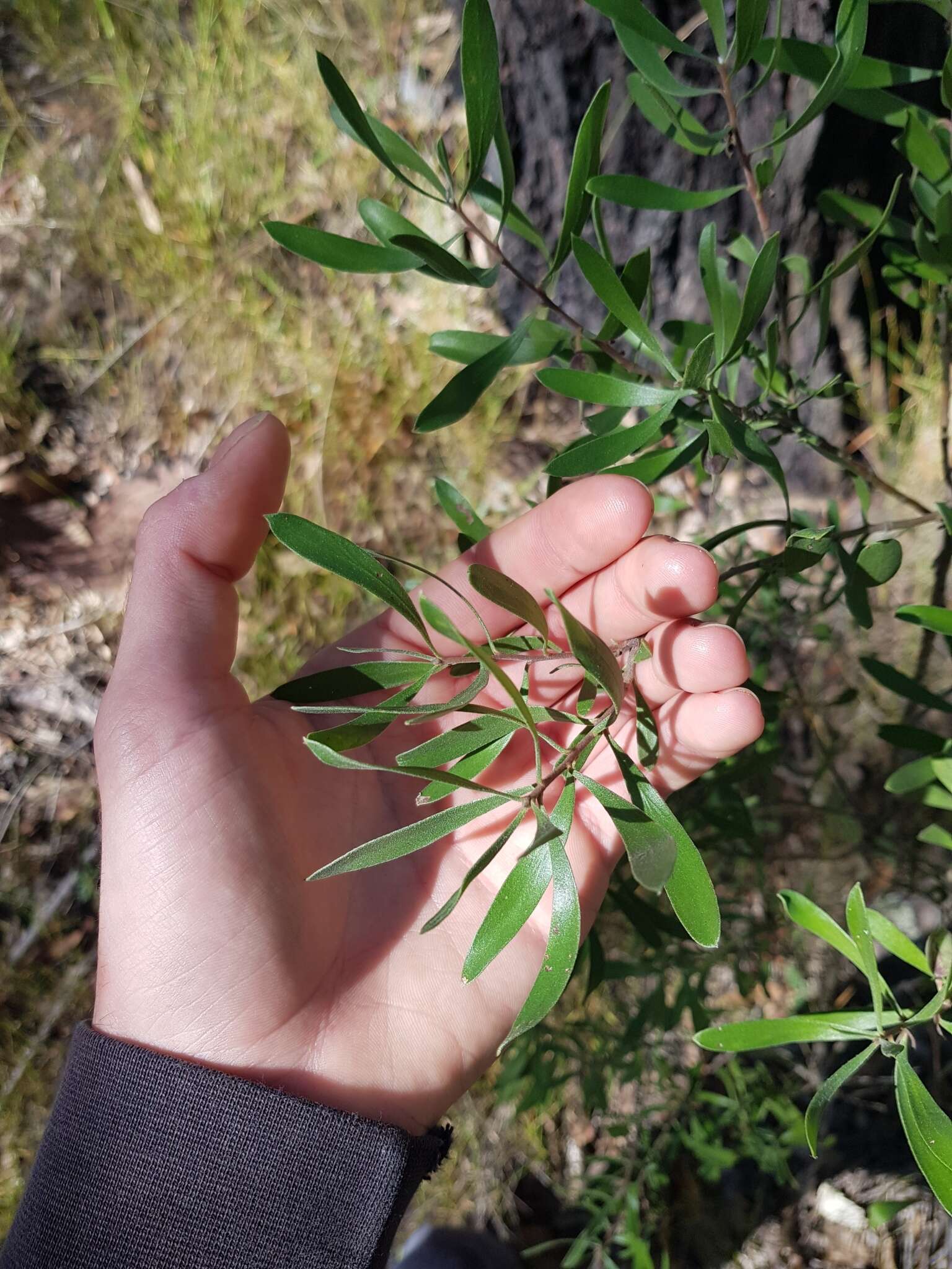 Image of Persoonia sericea A. Cunn. ex R. Br.