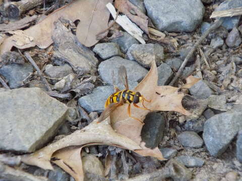 Image of Yellowjacket Hover Fly