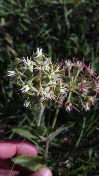 Image of Oxypetalum crispum Wight ex Hook.