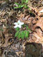 Image de Anemone quinquefolia L.